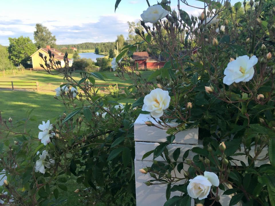 Tukkilan Tila Bed & Breakfast Borgå Eksteriør bilde